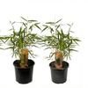Image 8: 1 ou 2 plantes "Fargesia Red Dragon"