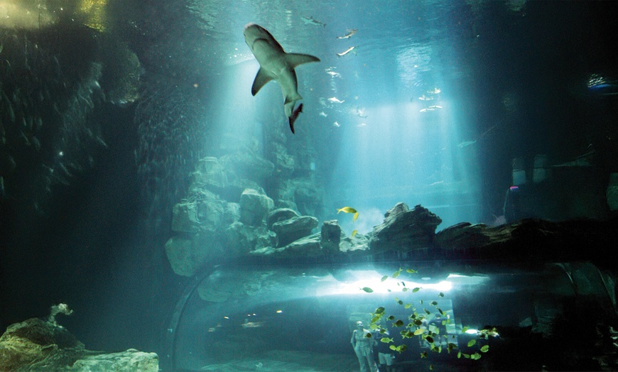 Image 12: Aquarium de Paris : la richesse du monde sous-marin tout l'année
