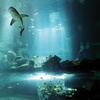Image 12: Aquarium de Paris : la richesse du monde sous-marin tout l'année
