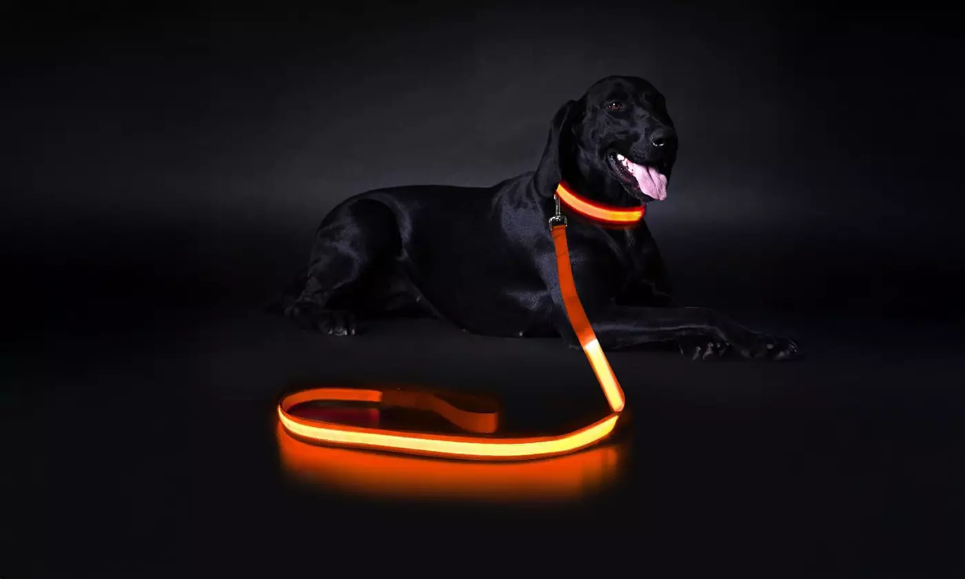 Safety Luminous LED Dog Light Up Collar Night Glow Adjustable Collar with Leash