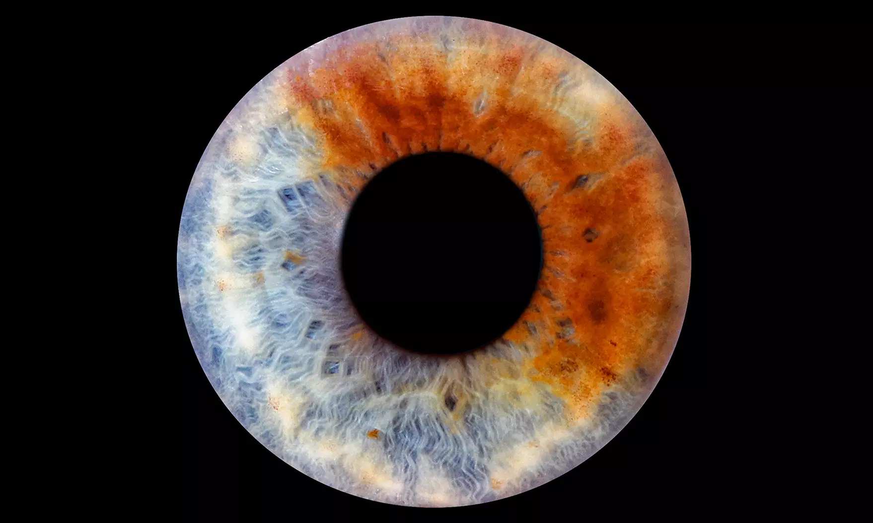 Iris-Fotoshooting für 1 - 3 Iriden ohne Effekt inkl. Bild als Datei