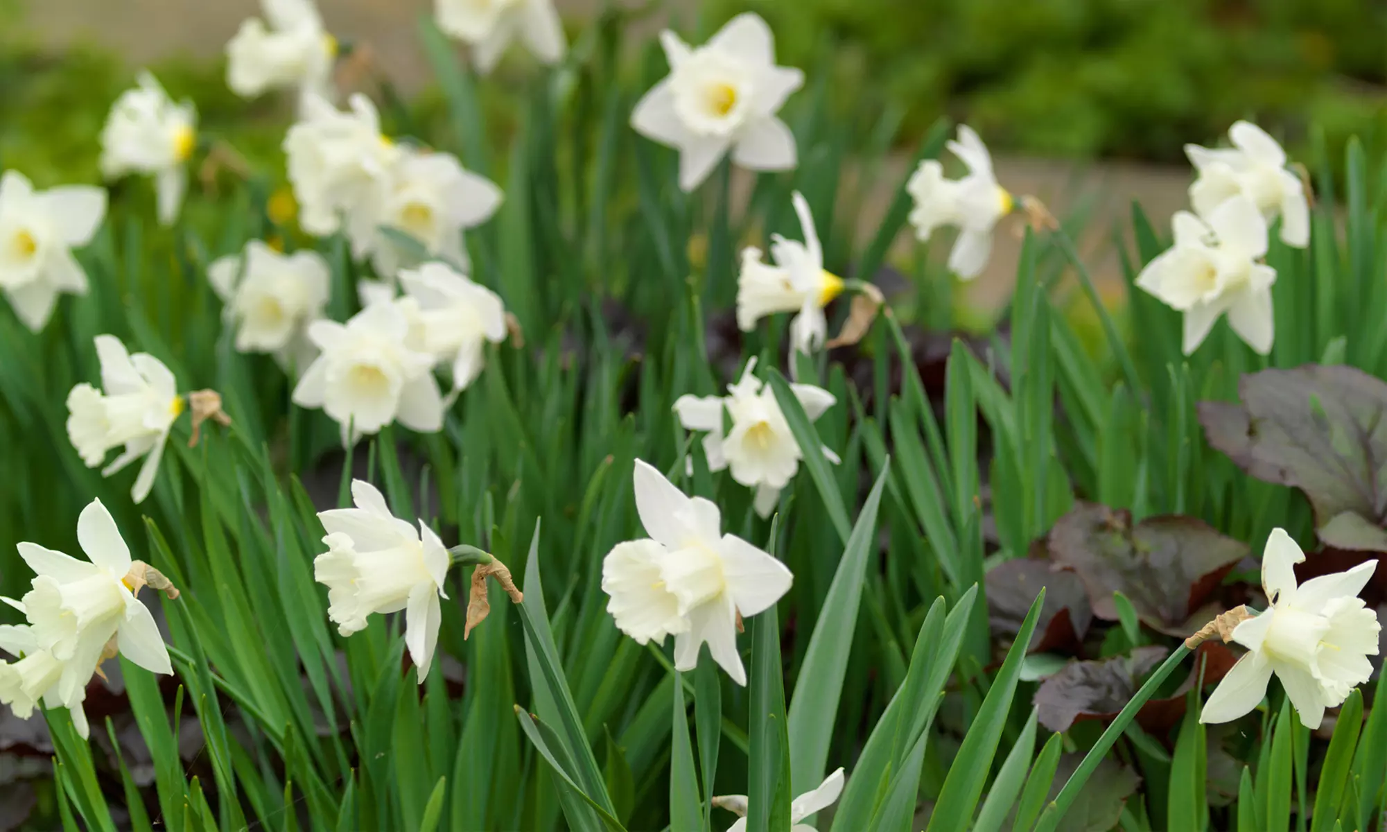 15x, 30x oder 50x Narzissen-Blumenzwiebel, Blumenzwiebel-Mischung nach Wahl - Primary Image