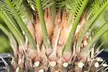 2x Japanischer Palmfarn (Cyca Revoluta), inkl. Versand - Second Medium
