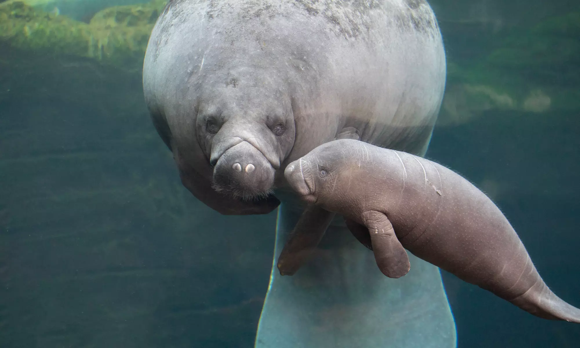 ZooParc de Beauval : 1 ou 2 jours pour un tour du monde animal