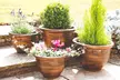 Decorative Garden Patio Planters - Image 3