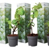 Image 2: Set di 3 piante di uva 