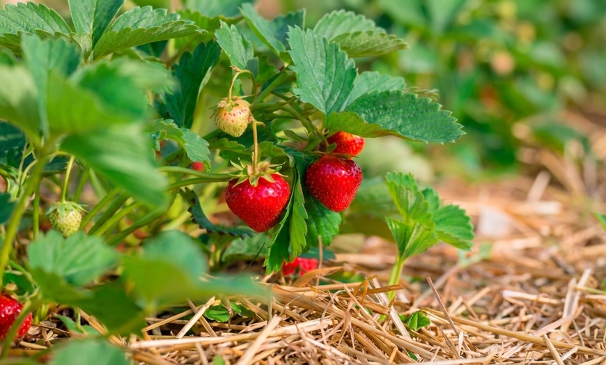 Image 4: Strawberry Plant Collection