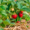 Image 4: Strawberry Plant Collection