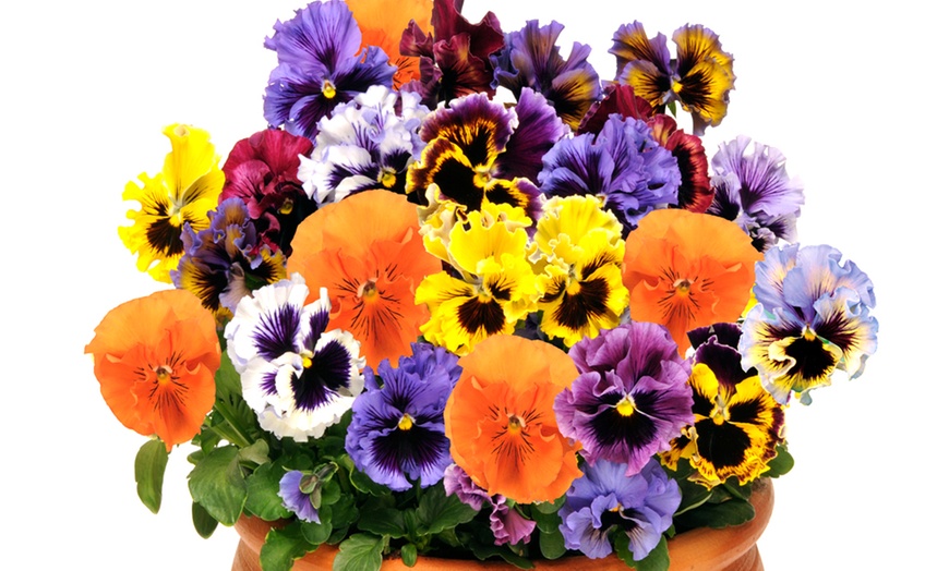 Image 6: Pansy Frilly Collection - 12 or 24 Plants with 50g Plant Food