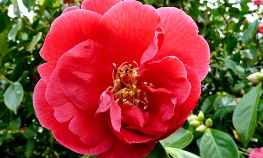 Image 3: Camelia Japonica Mixed Colours