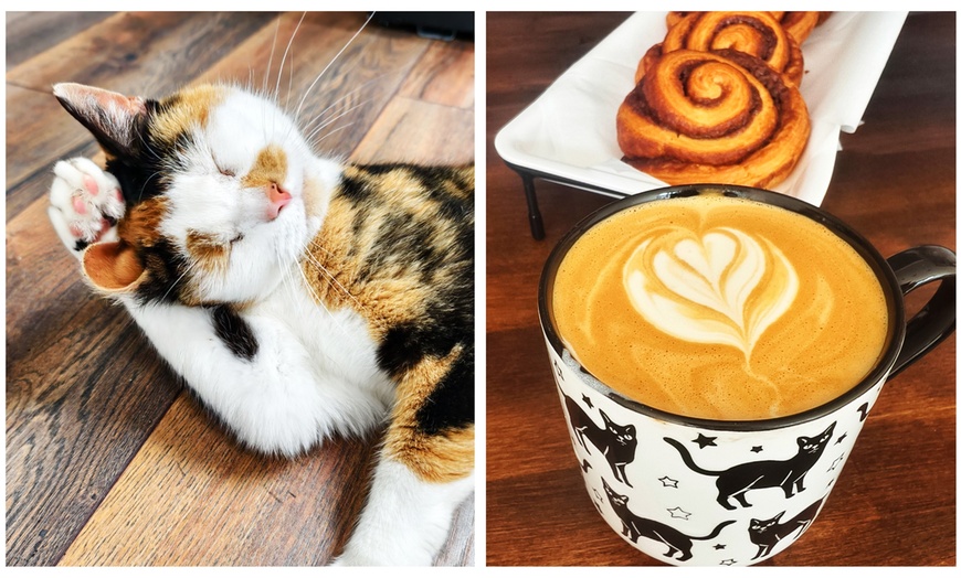 Image 1: Cat Cafe! 90-Minutes Cat Lounge Entry & Drink & Freshly Baked Pastry
