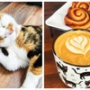 Image 1: Cat Cafe! 90-Minutes Cat Lounge Entry & Drink & Freshly Baked Pastry