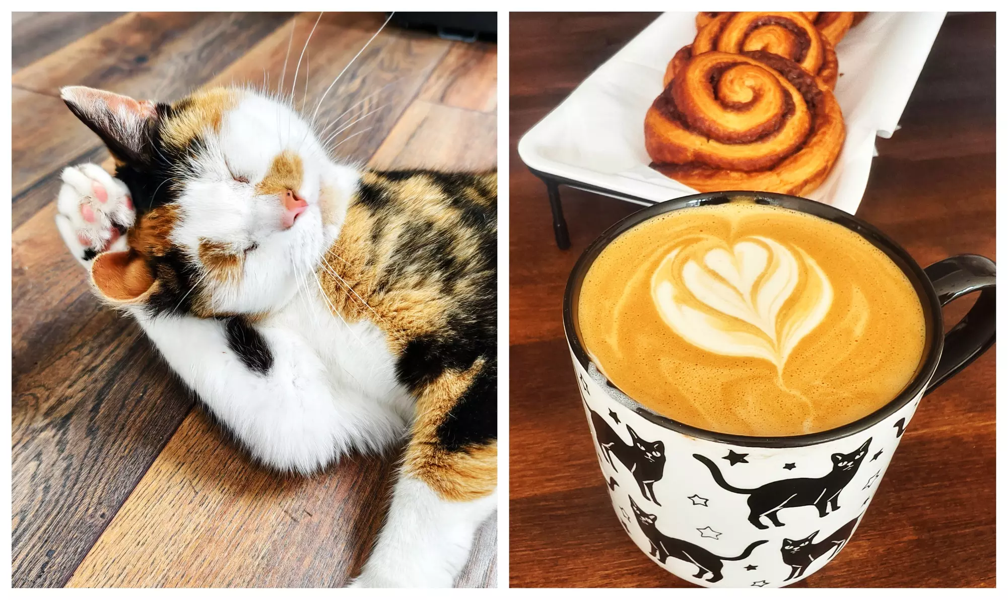 Cat Cafe! 90-Minutes Cat Lounge Entry & Drink & Freshly Baked Pastry