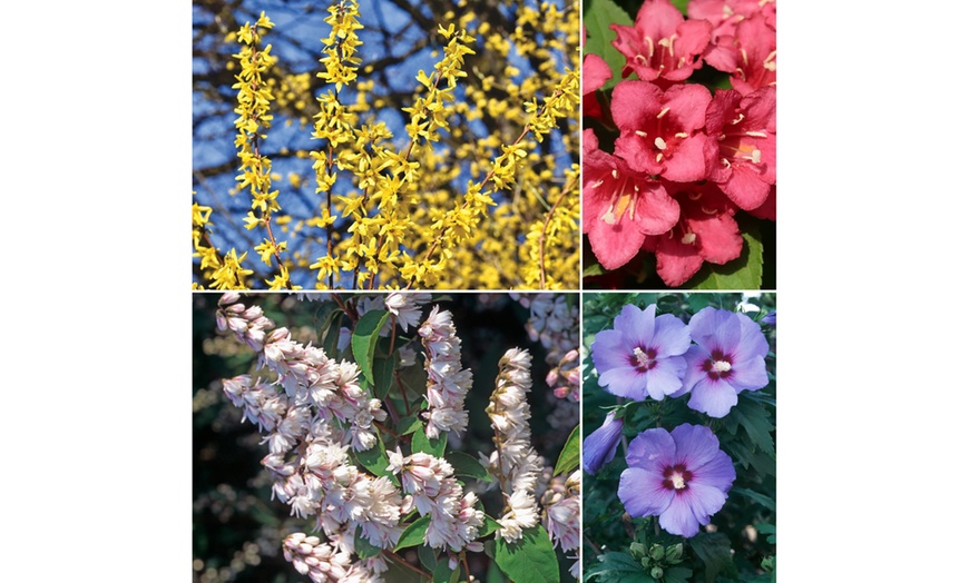 Image 2: Lot de 4 ou 8 arbustes ornementaux mix XL