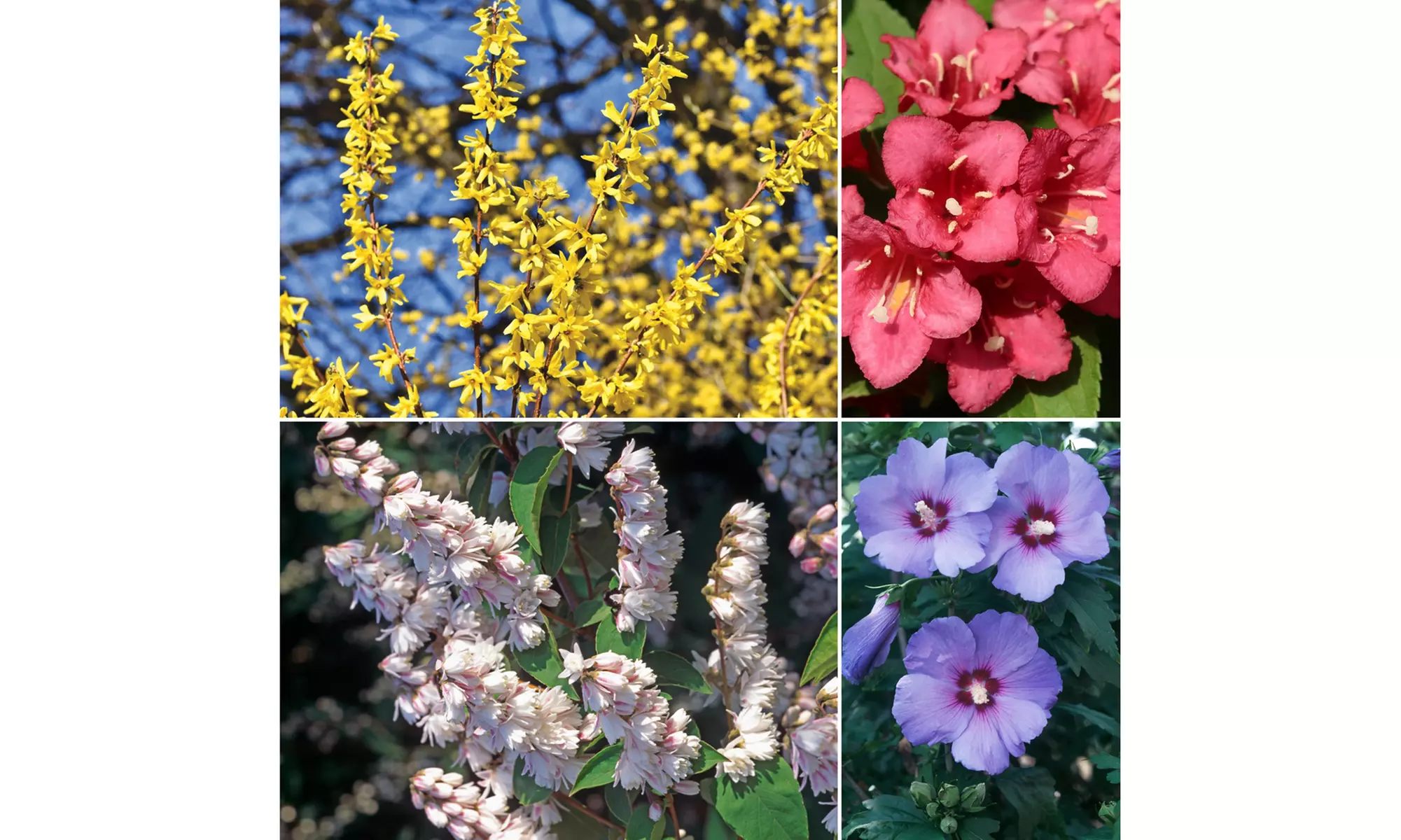 Lot de 4 ou 8 arbustes ornementaux mix XL