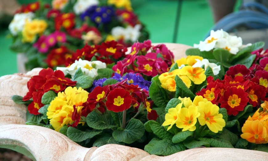 Image 7: Winter Flowering Primrose Mix - 24, 48 or 72 Plug Plants