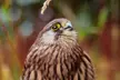 Award Winning Falconry Experience: Two-Hour Bird of Prey for 1, 2 or 4 @Mercer Falconry (Up to 78% Off) - Image 4
