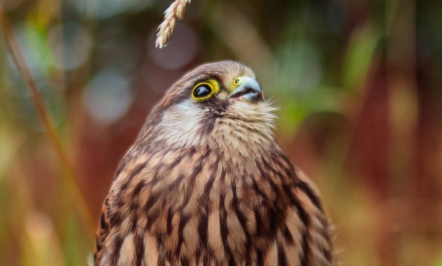 Image 5: Experience the Thrill: Two-Hour Birds of Prey Adventure for 1, 2, or 4