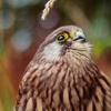 Image 5: Experience the Thrill: Two-Hour Birds of Prey Adventure for 1, 2, or 4