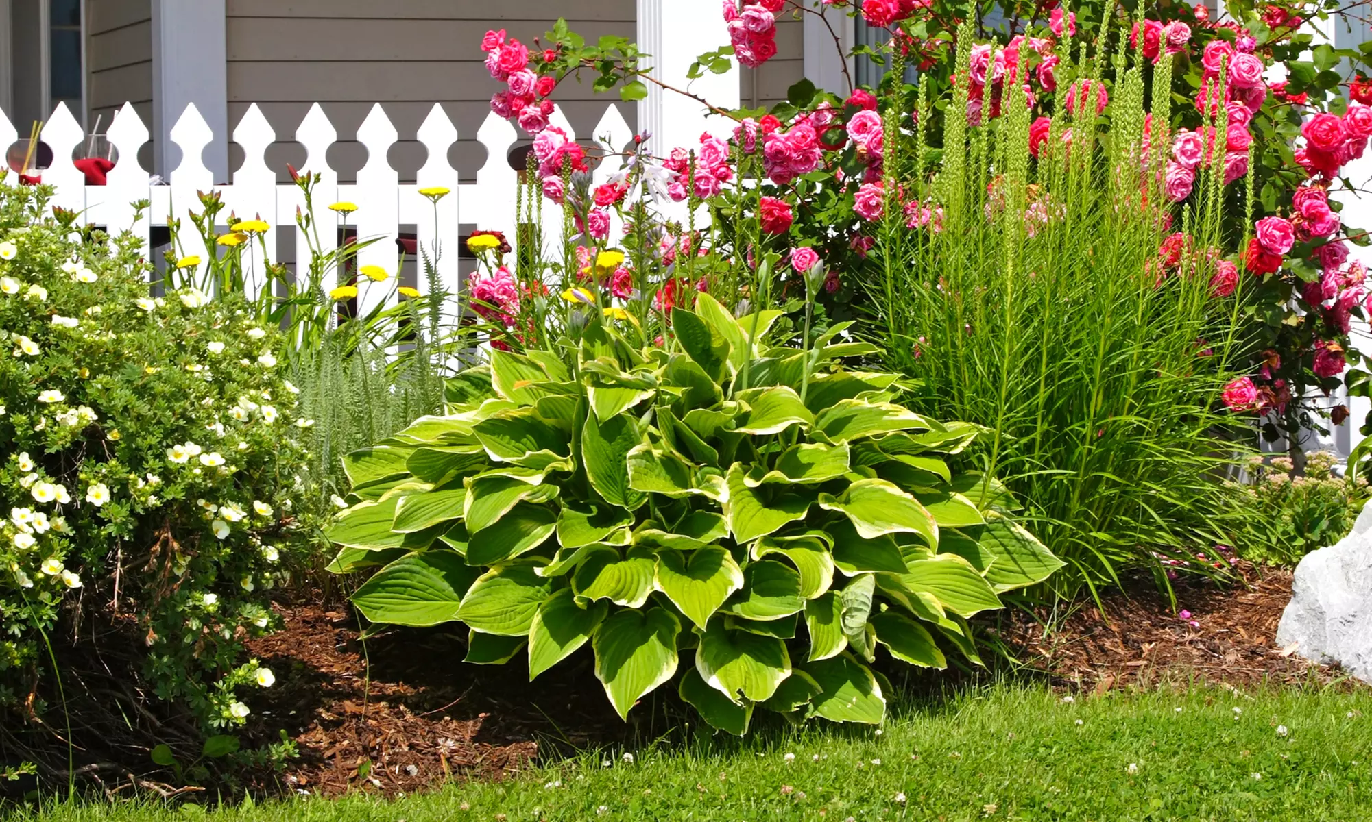 Hardy Heart-Shaped Hosta Bare Roots (Set of 6,12, or 24)