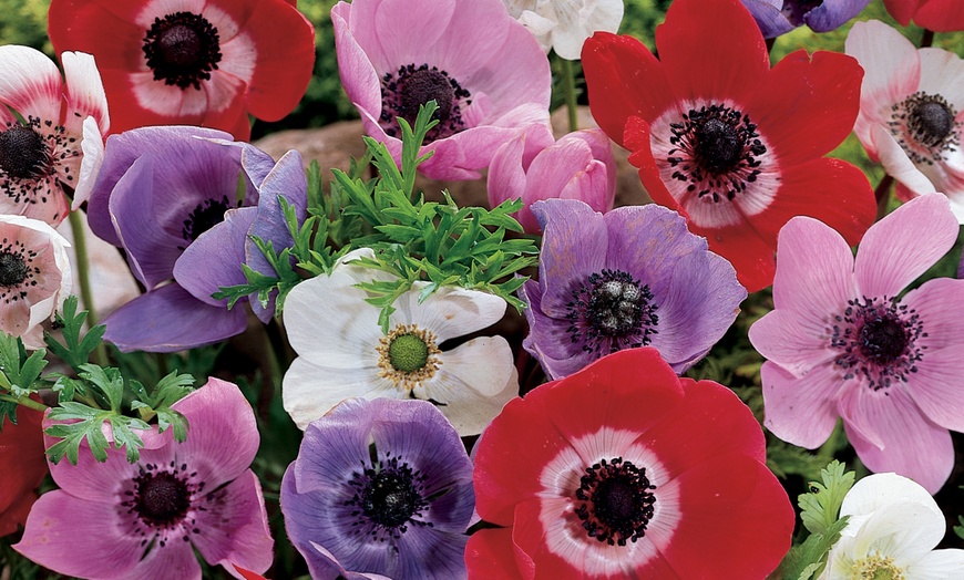 Image 1: 75- or 150 Bulbs of Anemone De Caen Mixed