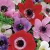 Image 1: 75- or 150 Bulbs of Anemone De Caen Mixed
