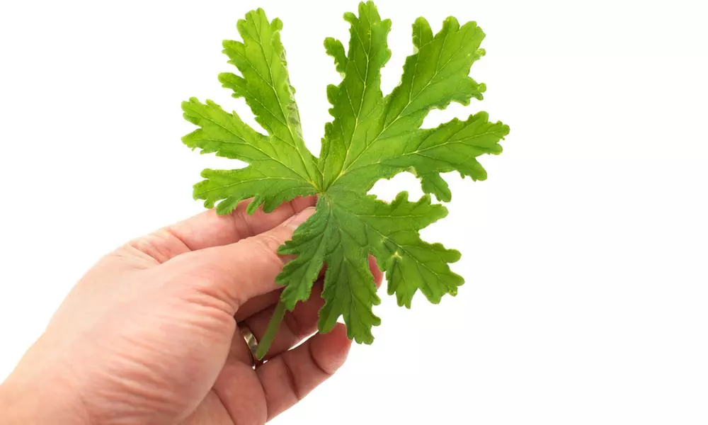 3 o 6 piante di Pelargonium Graveolens anti-zanzare