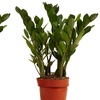Image 10: Plant de Zamioculcas Zamiifolia