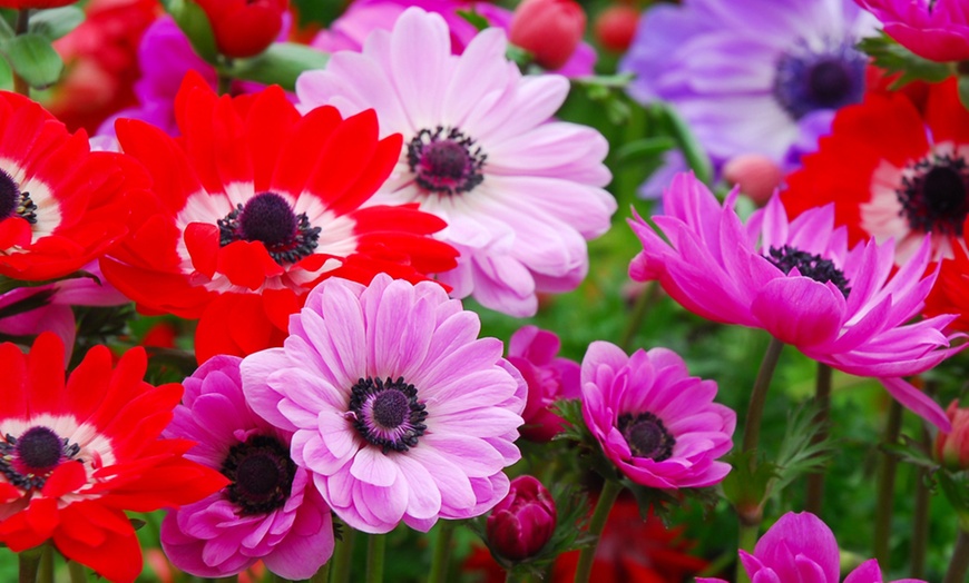 Image 2: Anemone Windflower Bulbs