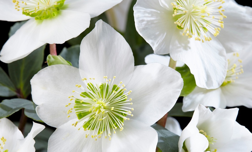 Image 3: 3 o 6 plantas Helleborus Niger (eléboro de Navidad)