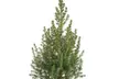 Picea glauca „Conica” - Mini-Weihnachtsbaum mit Set nach Wahl - Second Medium
