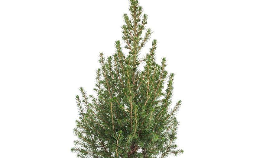 Image 5: Picea glauca „Conica” - Mini-Weihnachtsbaum
