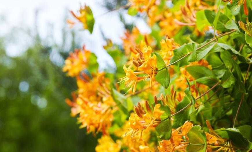 Image 13: Potted Fragrant Honeysuckle Plants – Trio of Varieties