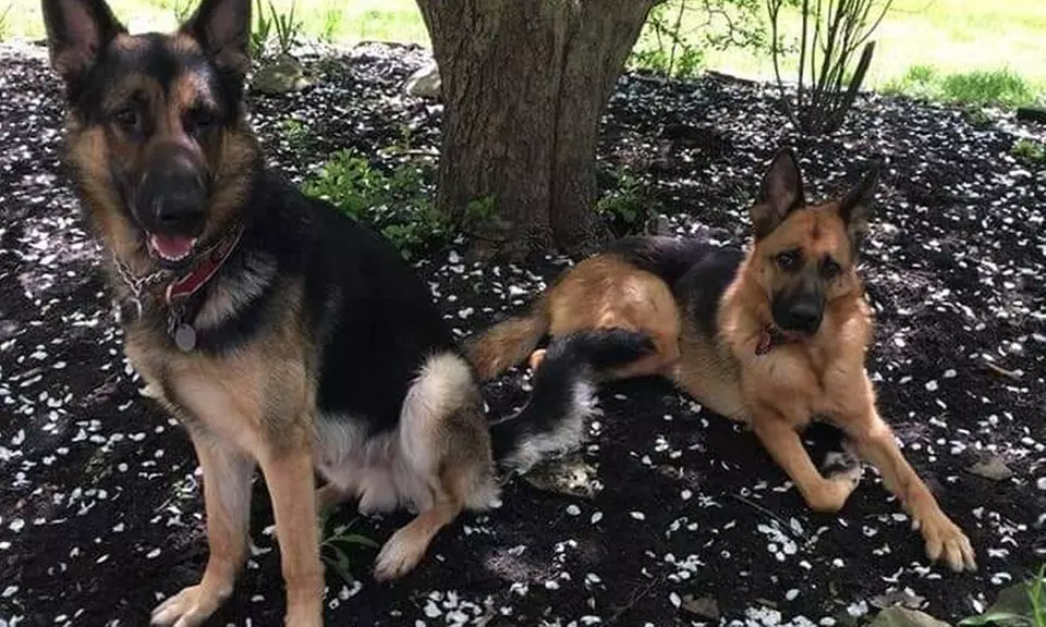Two or Seven Nights of Dog Boarding for One Dog Up to 100 Pounds