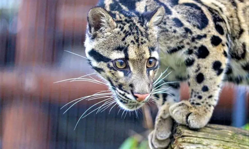 Spannende Führung durch das Wildkatzenzentrum Felidae