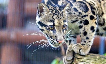 Für 2 Erwachsene: Spannende Führung durch das Wildkatzenzentrum Felidae - Felidae Wildkatzen- und Artenschutzzentrum Barnim