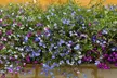 Lobelia Ultra Cascade Mix - 12, 30 or 60 Plug Plants - Image 3