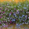 Image 3: Lobelia Ultra Cascade Mix - 12, 36 or 72 Plug Plants