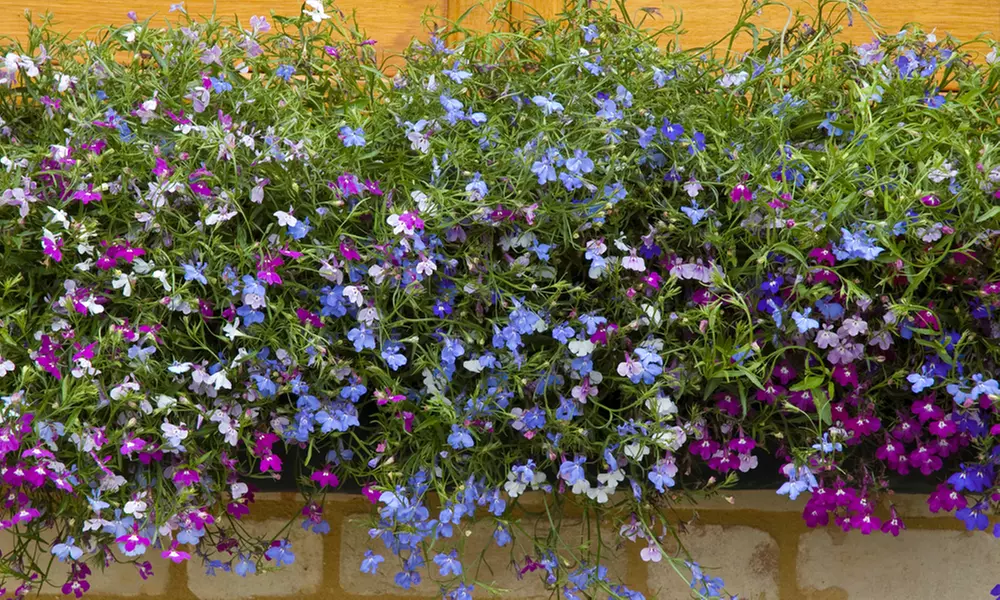 Lobelia Ultra Cascade Mix - 12, 30 or 60 Plug Plants