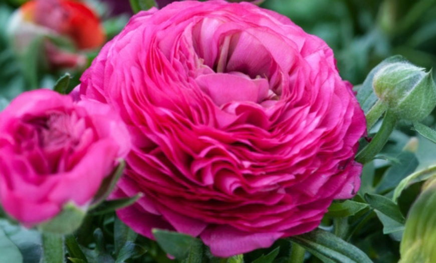 Image 4:  80 bulbes de Ranunculus en coloris mixte