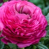Image 4:  80 bulbes de Ranunculus en coloris mixte