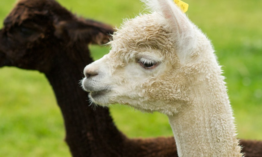 Image 3:  Experience Endless Fun with Entry for One, Two or Family of Four 