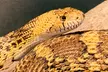 Explore Santa Fe's Bug and Reptile Museum with Admission for Up to Four People, Enjoy Up to  38% Off - Second Medium