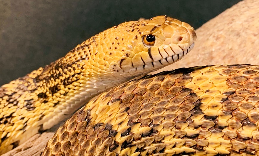 Image 4: Admission for Up to Four People to Santa Fe's Bug and Reptile Museum 