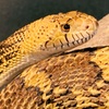Image 7: Admission to Santa Fe's Bug and Reptile Museum 
