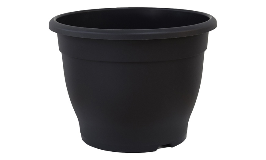 Image 6: Acer Japanese Maple Trees with Optional grey planters