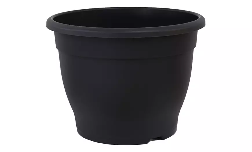 Image 6: Acer Japanese Maple Trees with Optional grey planters