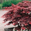 Image 1: Japanese Maple Acer Duo Collection with Optional Patio Pots