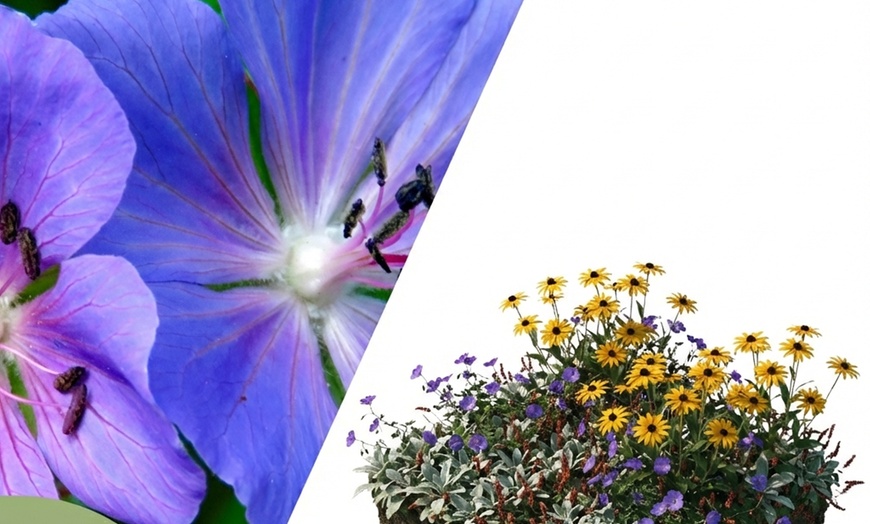 Image 2: Set di 8 piante perenni Rosie Border