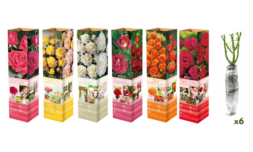 Image 8: Set di 3 o 6 rose olandesi a fiore grande 